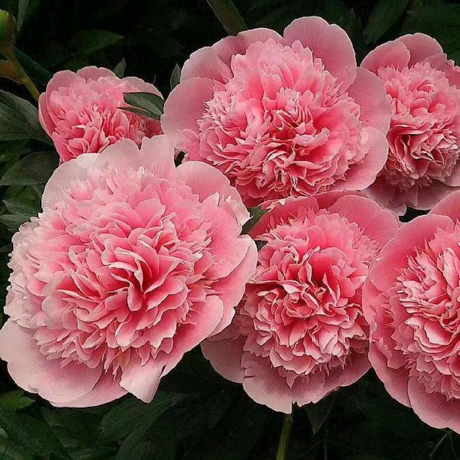 菏泽花仙子园艺