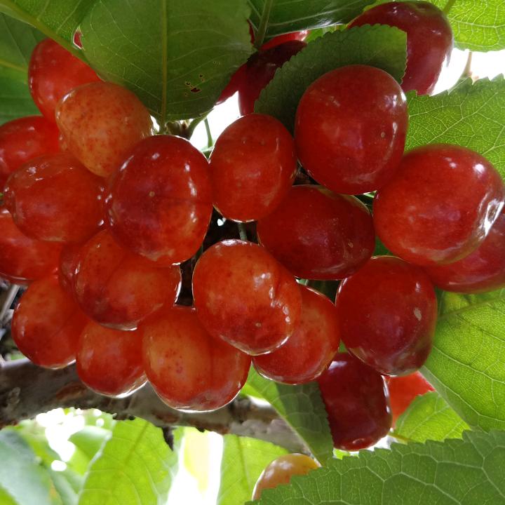 子龙