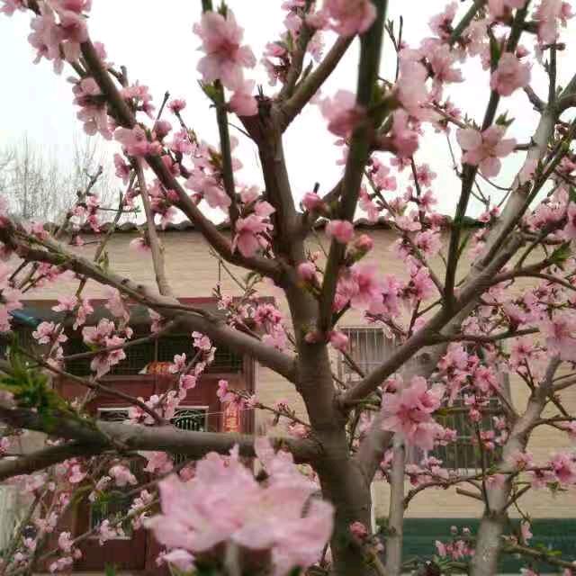 人🌺义🌹爱🌻情🌷忠🍄心