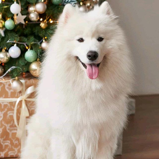 黄小飞