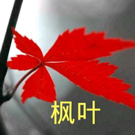 🍁叶子🍁不定时开播