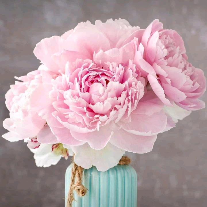 花儿为什么那么红