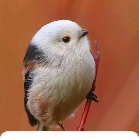 天行健，君子以自强不息。