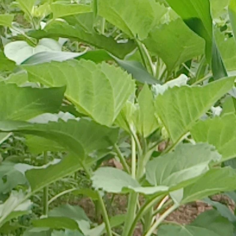 山美⛲️🎆水美