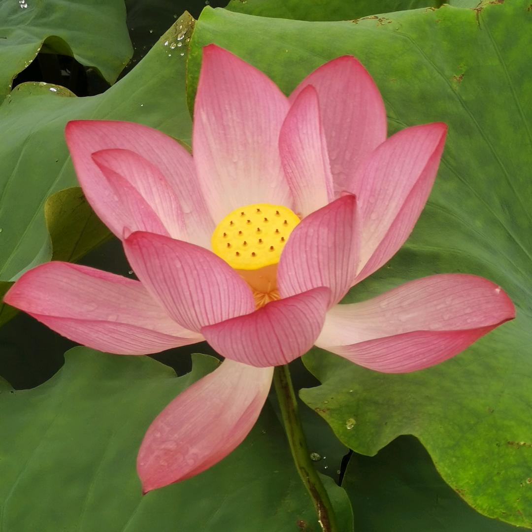 燕子