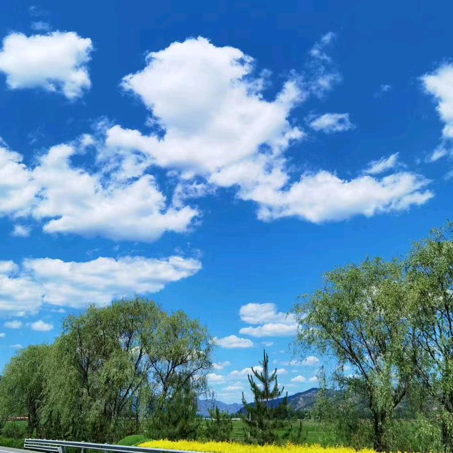 十一是只白柴吖