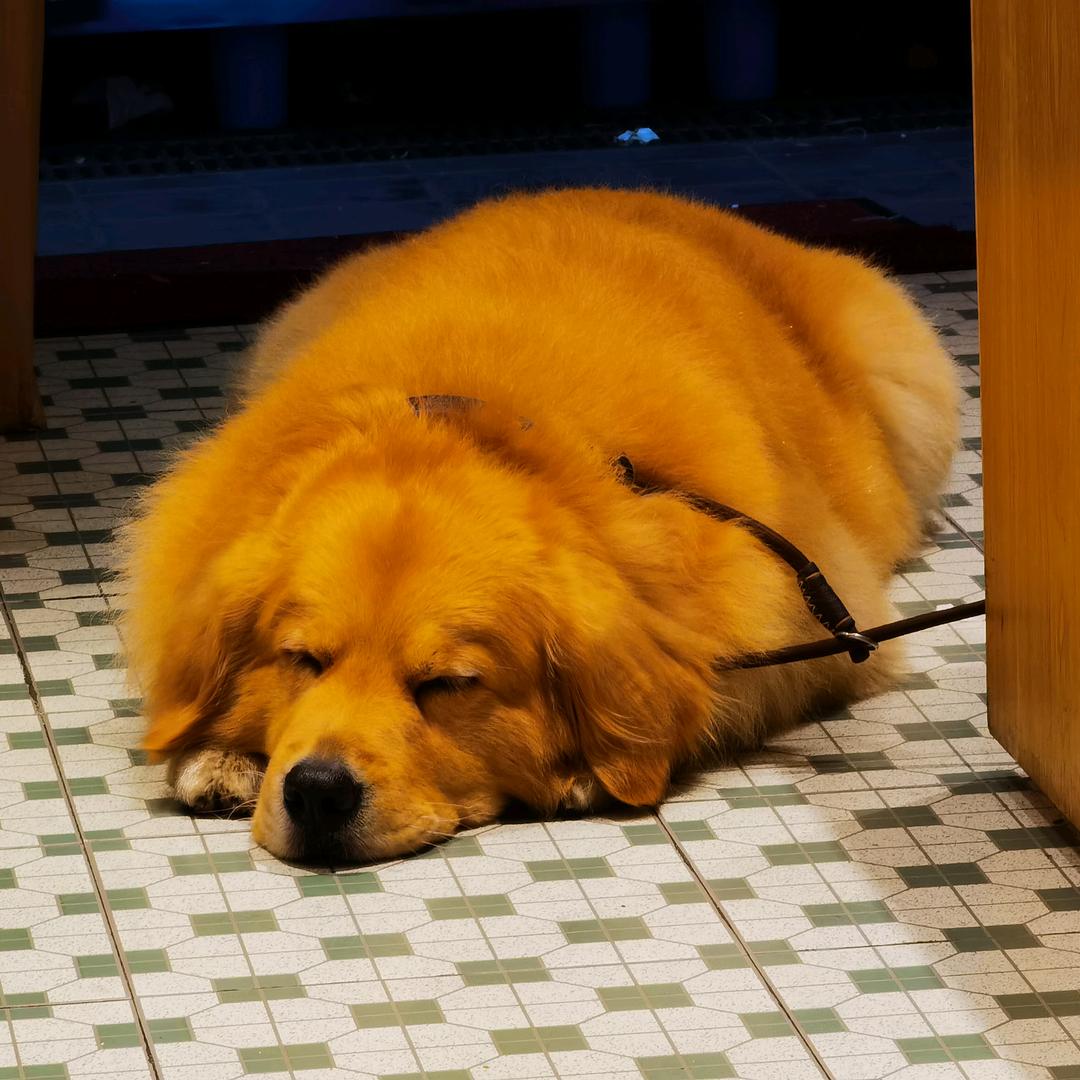 唔西迪西玛卡巴卡