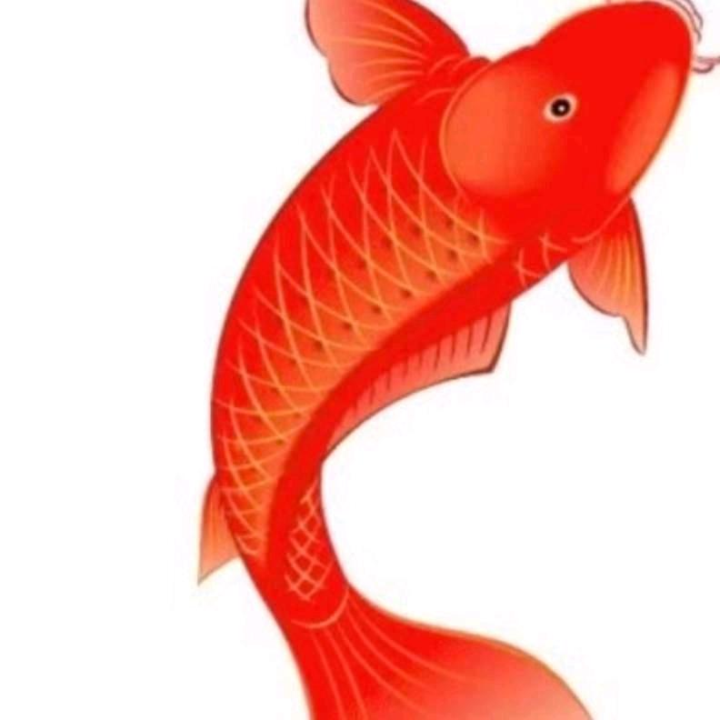 鱼儿自由自在
