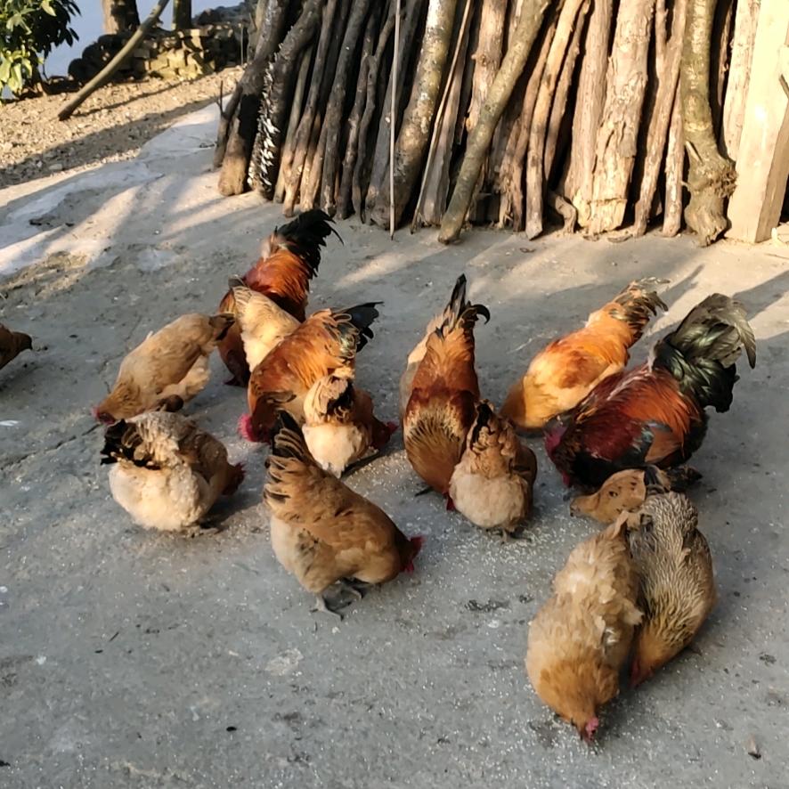 张桃英