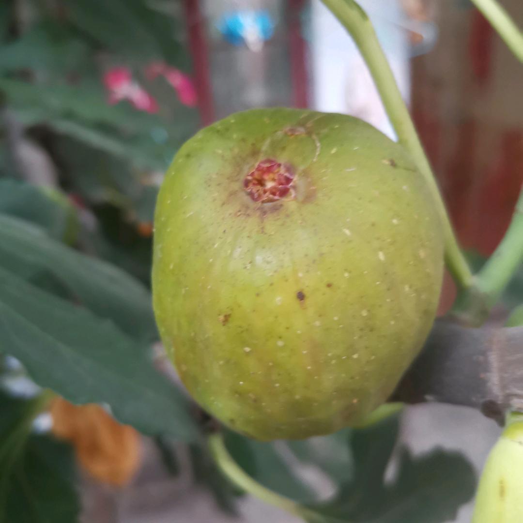 小无花果