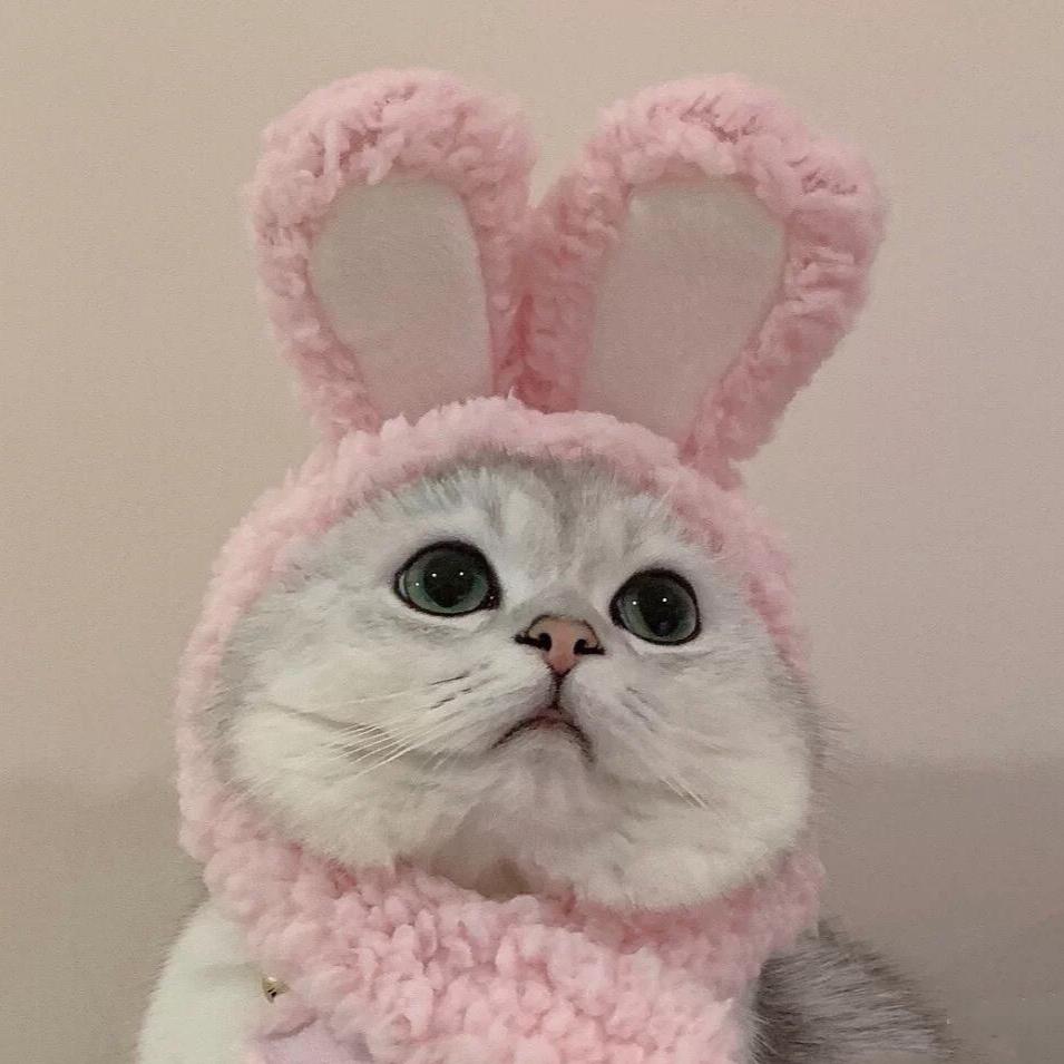 小白zzzz
