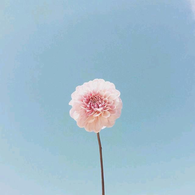 YY