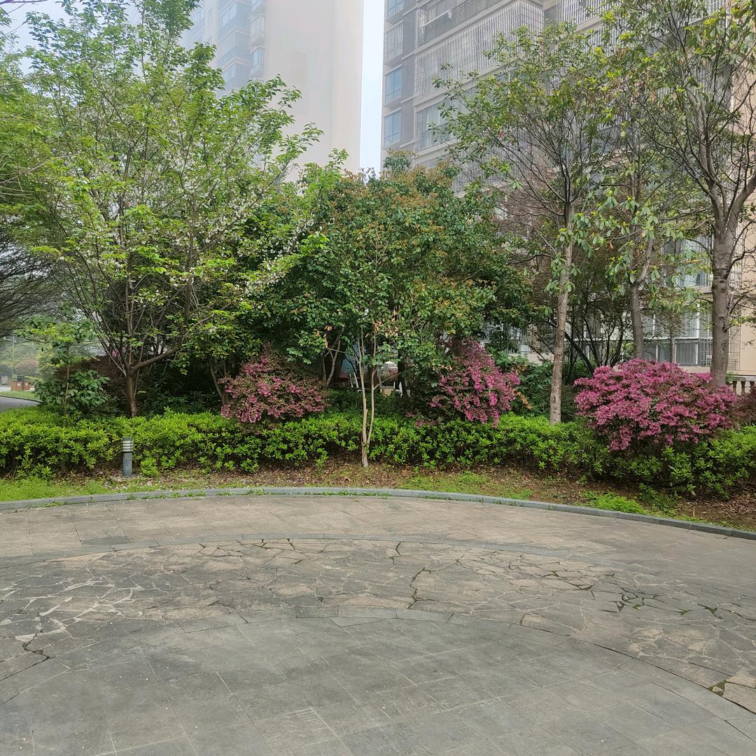 听竹