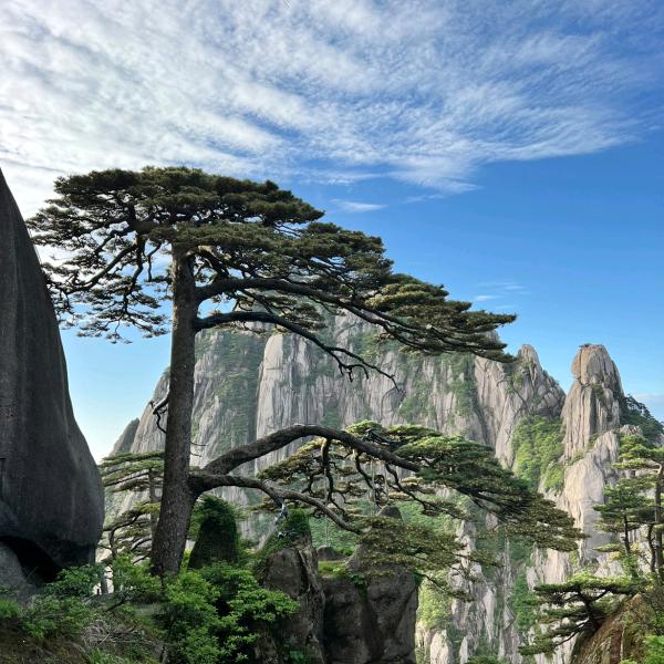 七岩黑松
