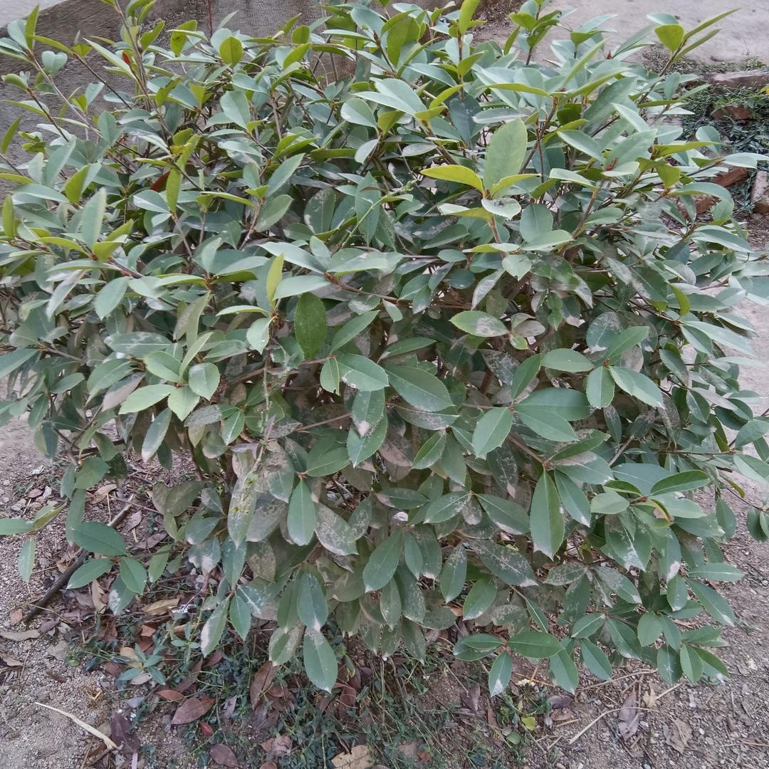 仔仔细细