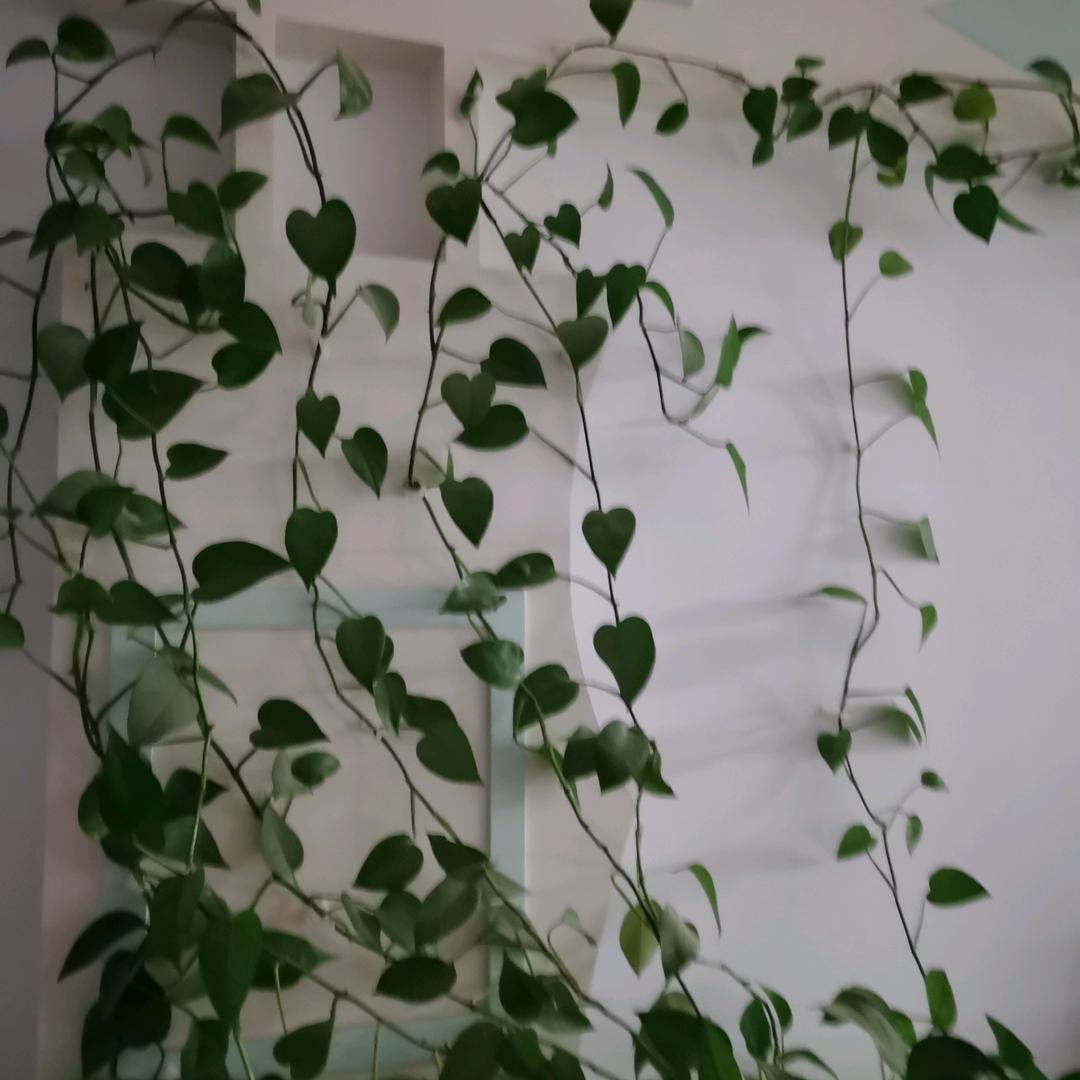 四叶草头像