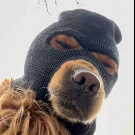 🌈🐶狗子给你一锅锅