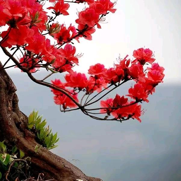 花开富贵@