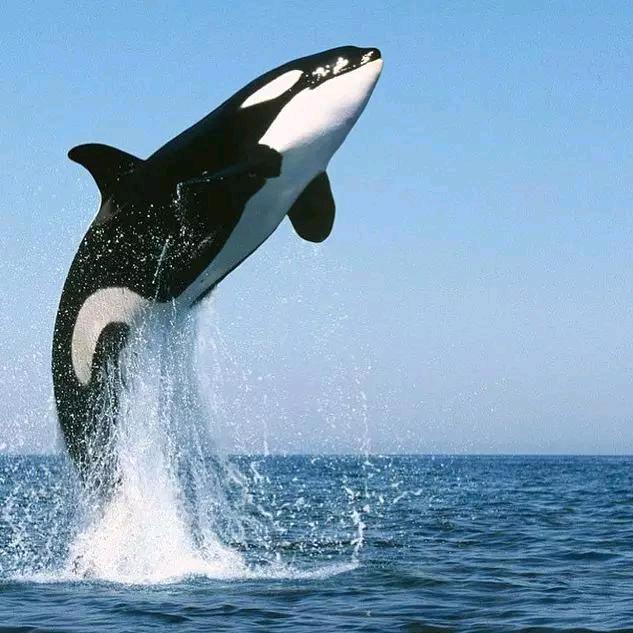 深海虎鲸