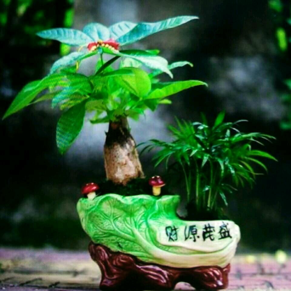 彬彬