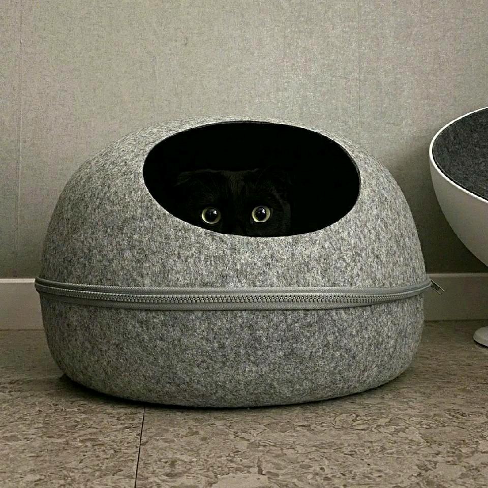 FREE.🐯（进宝）