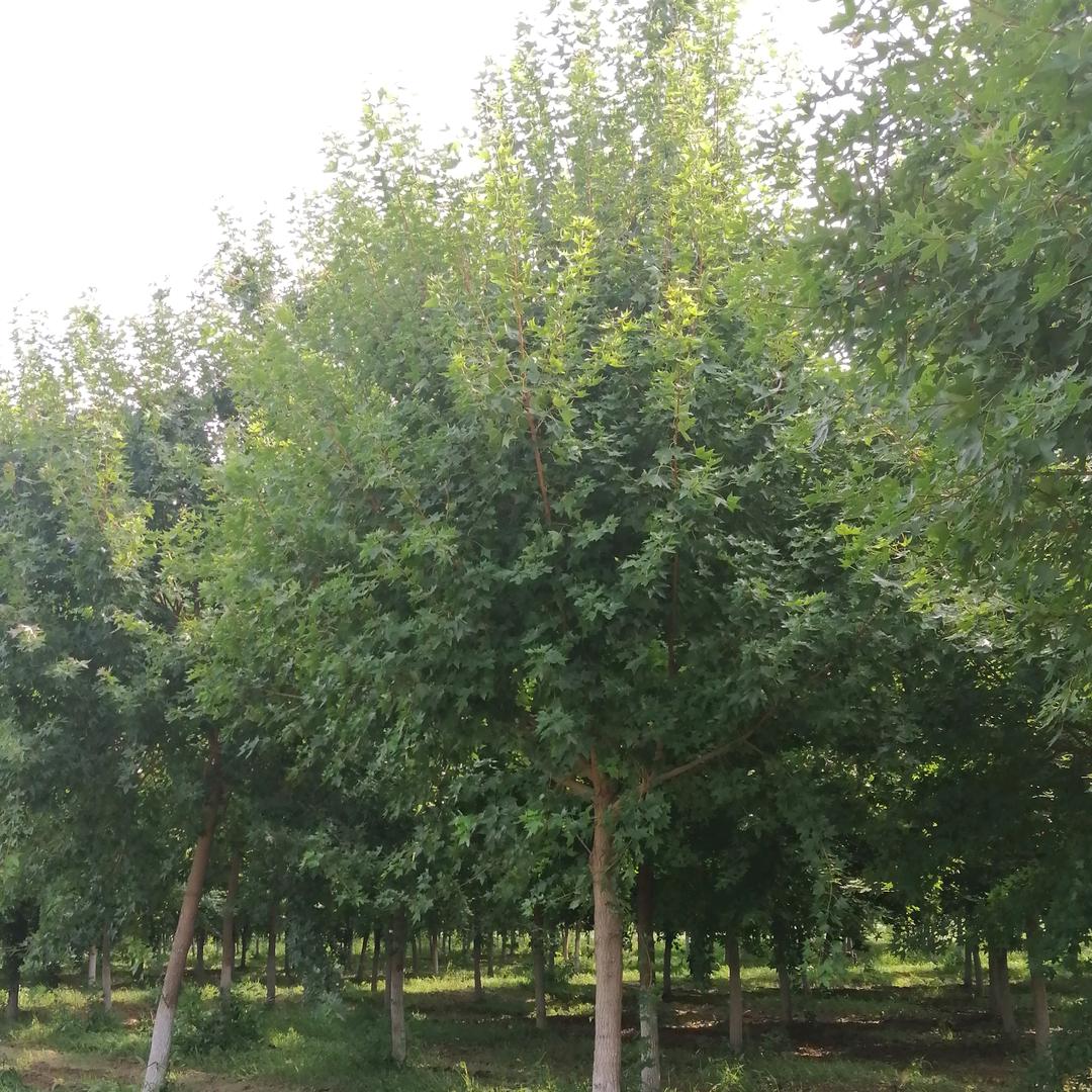 长葛市泉田湾种植（元宝枫）