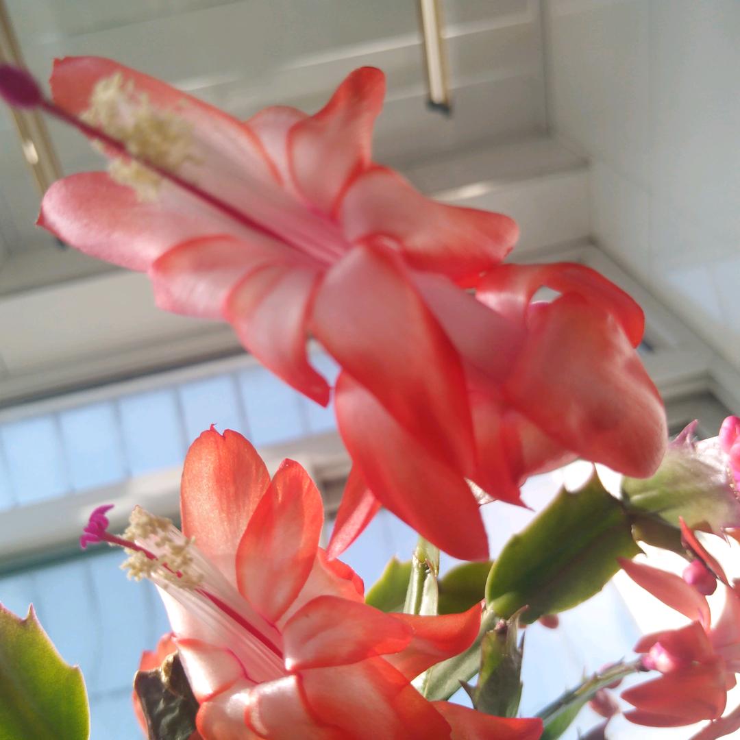 往事随风！🌸🌺