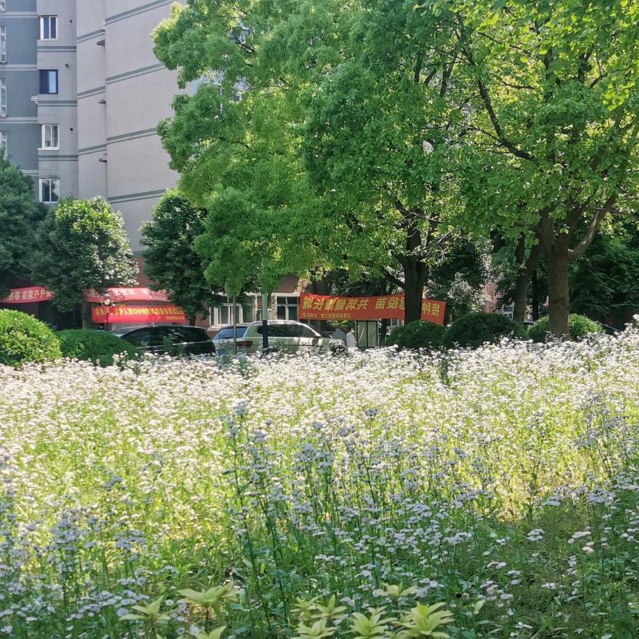 兰草悠悠