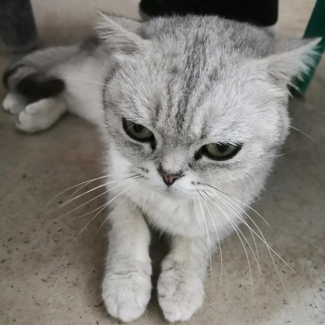 周子佳