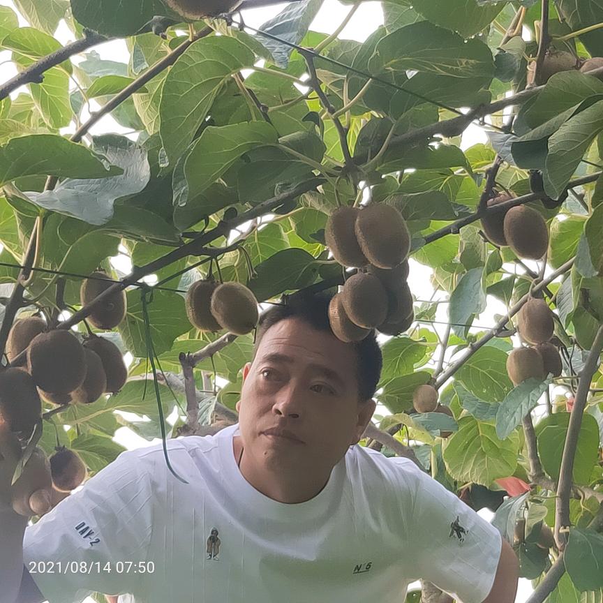 了凡有机猕猴桃