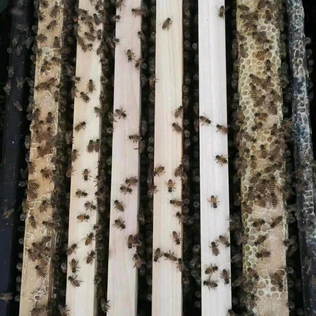 南方蜂业