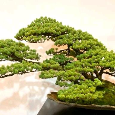 雅硕园盆景赏石