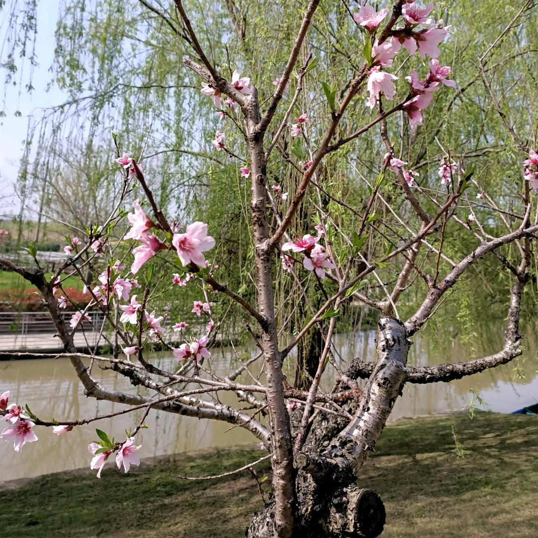 花香醉人