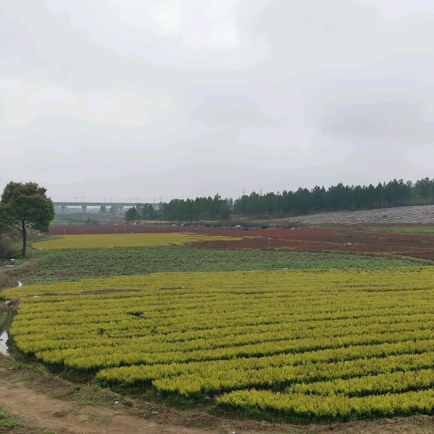 江西瑞禾苗木（基地直发）