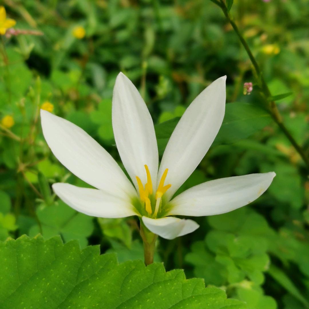 湖美