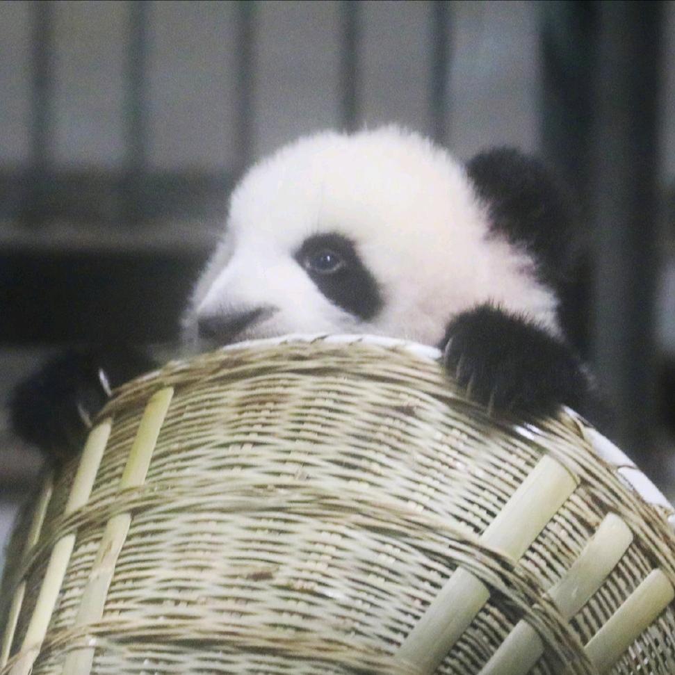 醪糟啊头像