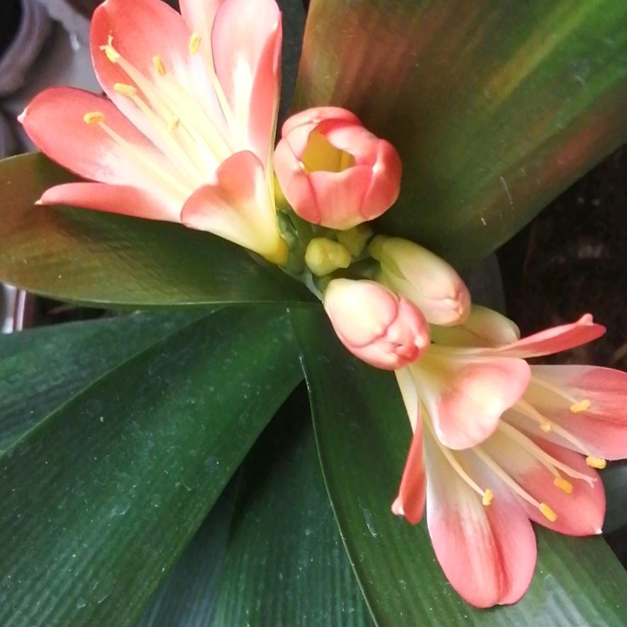 7⃣6⃣🇨🇳晴空万李🔯