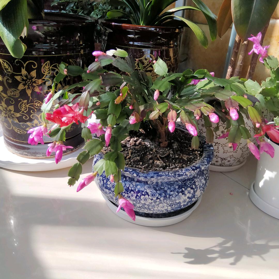 杨银菊