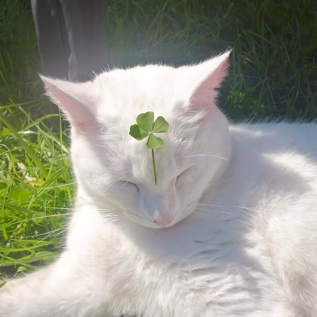 ʚ一恬ɞ