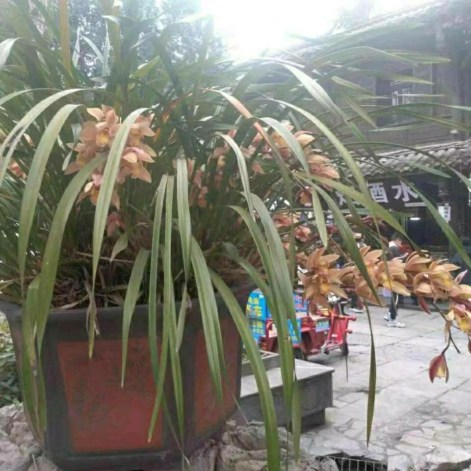 温江花园洋房🏡