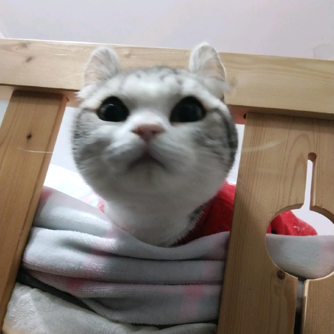 小秃子🐱不秃头