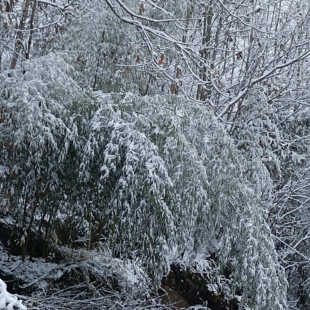 孤雪