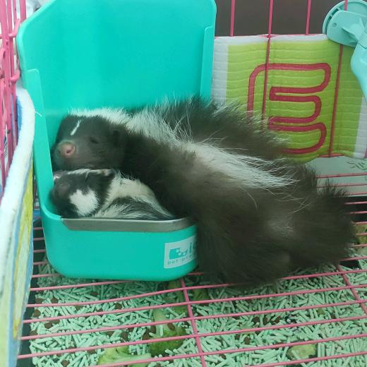 家中2只小臭鼬