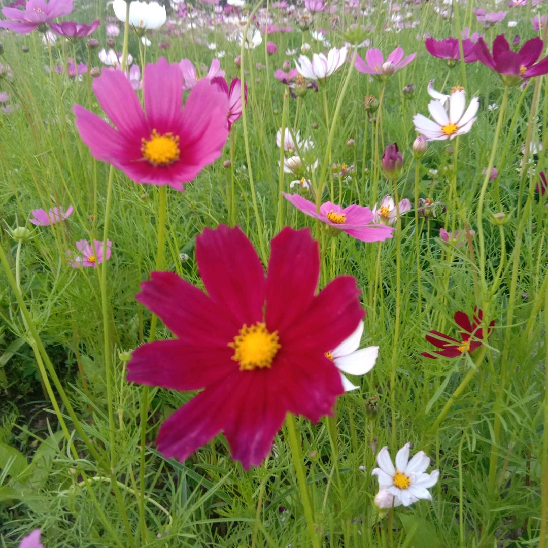 平平安安杨贵成