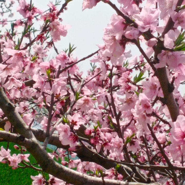 红