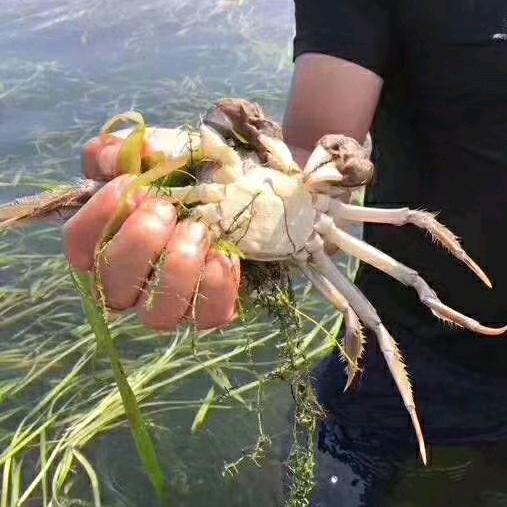 慧雅生鲜