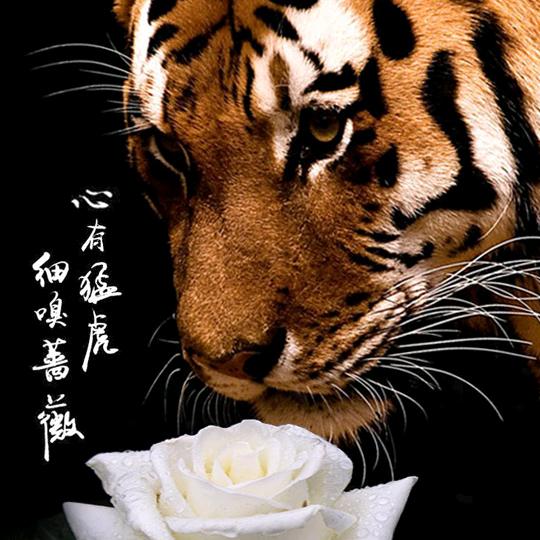 疾风亦有归途