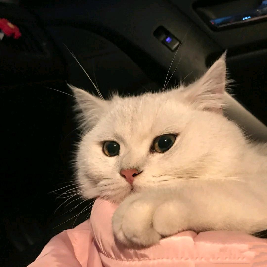 甜味