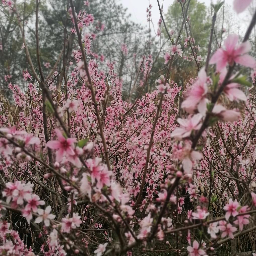 如祥瑞丰