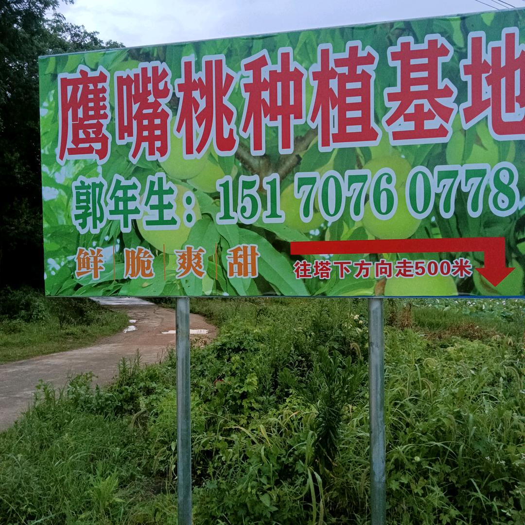 黄石鹰嘴桃